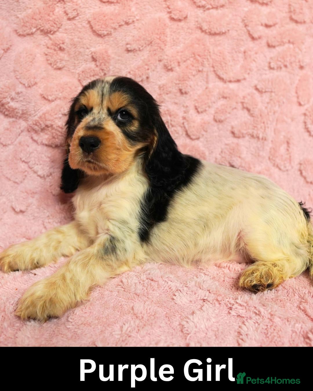 Cocker Spaniel dogs Quality, Show Type, Cocker Spaniel Puppies - Advert 1
