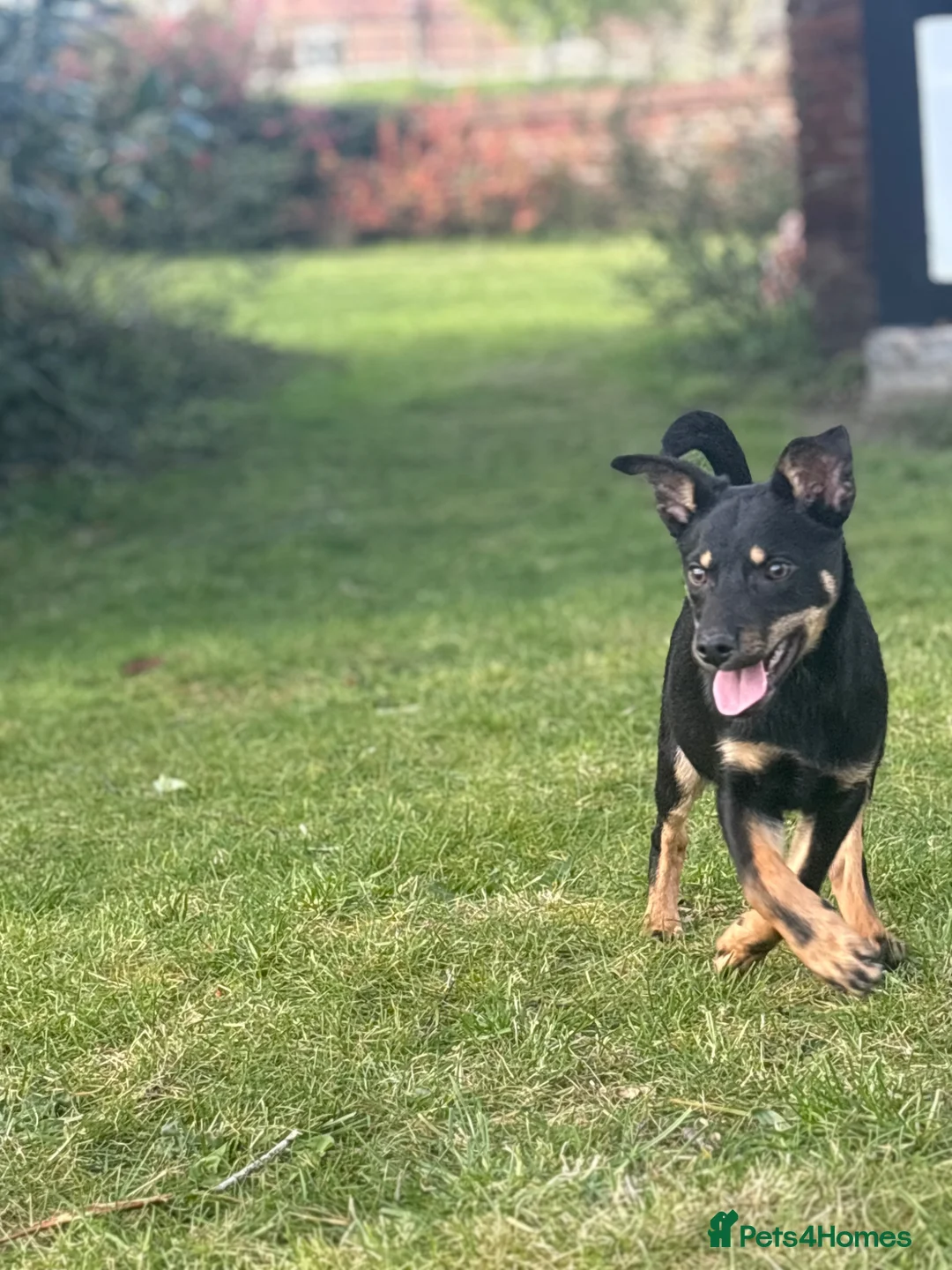 Australian Kelpie dogs for sale: Kelpie pups for sale  - Advert 1