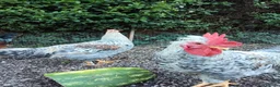 Chickens poultry for sale: Cream legbar rooster  - Advert 2