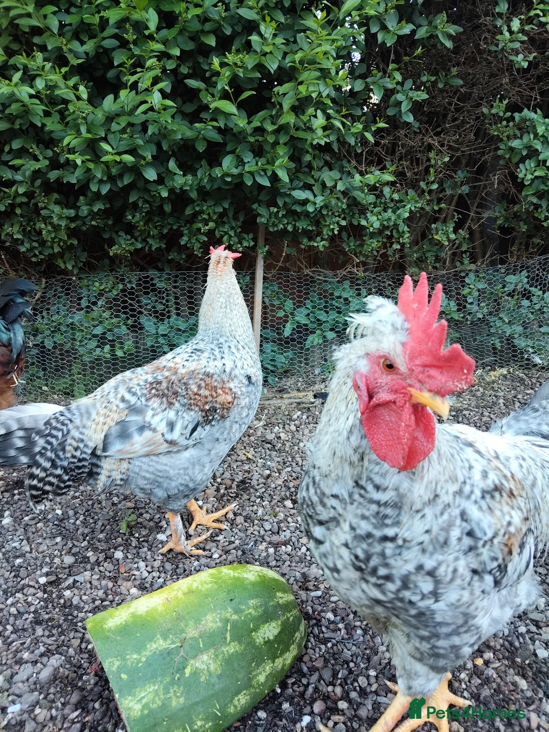 Chickens poultry for sale: Cream legbar rooster  - Advert 2