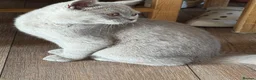 British Shorthair cats for sale: Gccf reg. British Shorthair Lilacs,Black - Advert 14