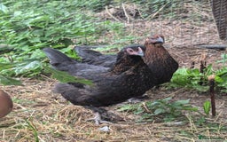 Chickens poultry for sale: Pullets - Image 3