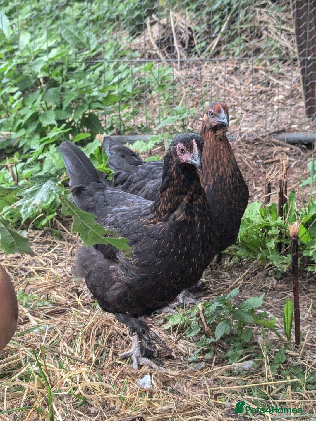 Chickens poultry for sale: Pullets - Image 3