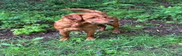 Golden Retriever dogs for sale:  Beautiful red golden retrievers 2 girls  2 boys - Advert 27