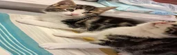 Mixed Breed cats for sale: Very energetic full of love kittens in Ilford - Advert 1