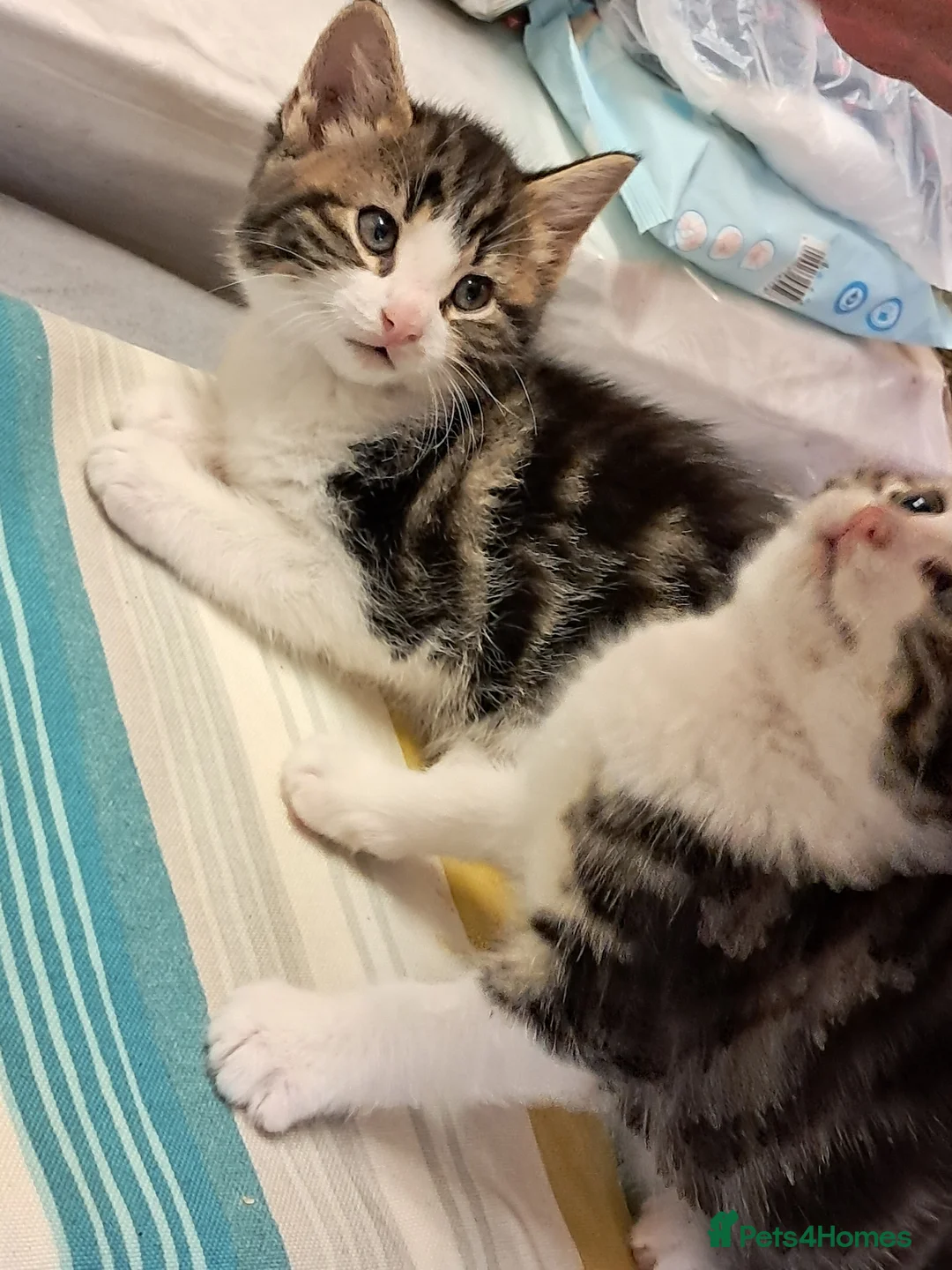 Mixed Breed cats for sale: Very energetic full of love kittens in Ilford - Advert 1