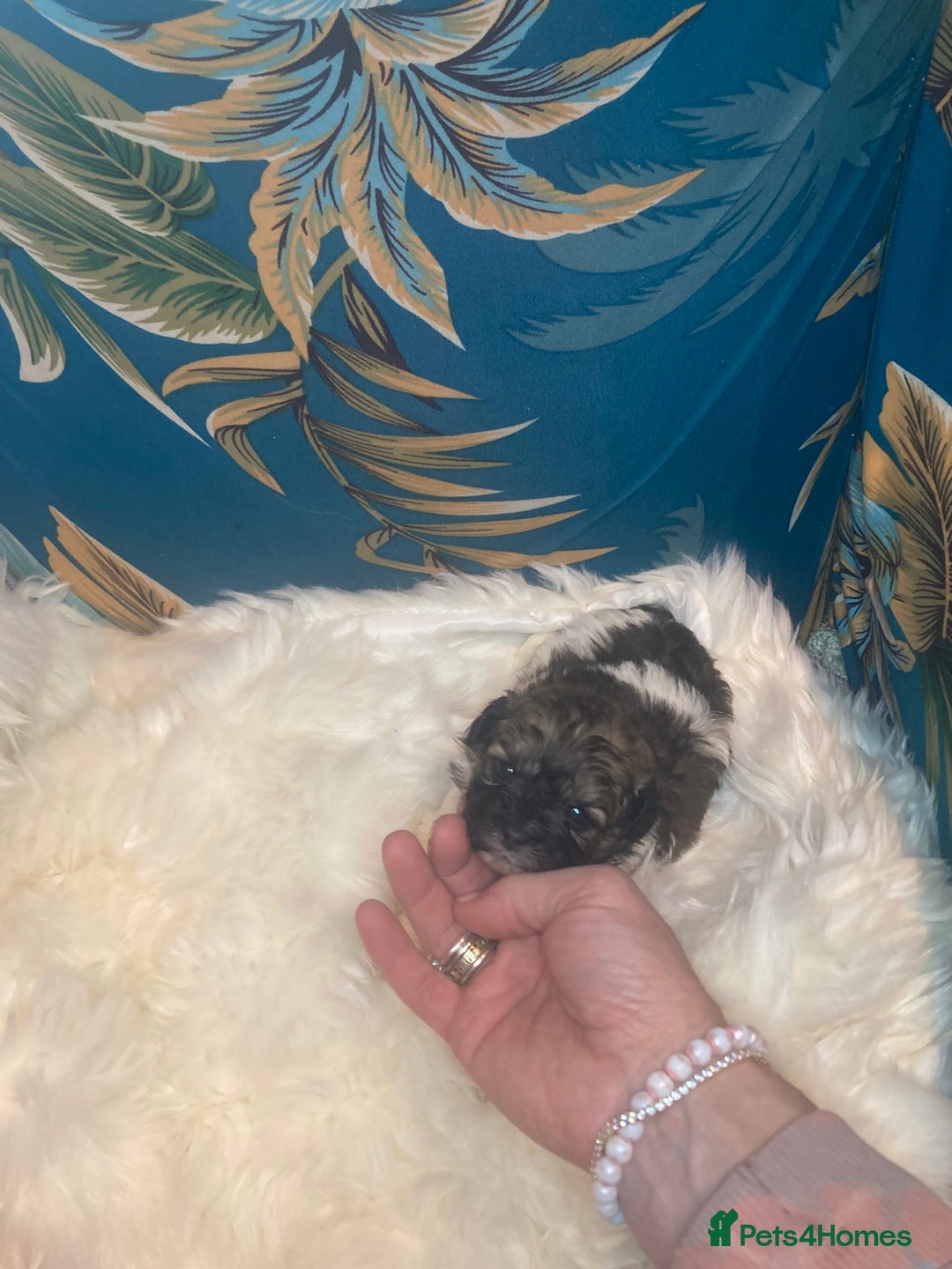 Shihpoo dogs for sale: Payment plans available Toy shihpoo puppies  - Image 21