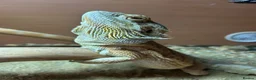 Bearded Dragon reptiles for sale: Bearded Dragon Female  in Cardiff - Advert 2