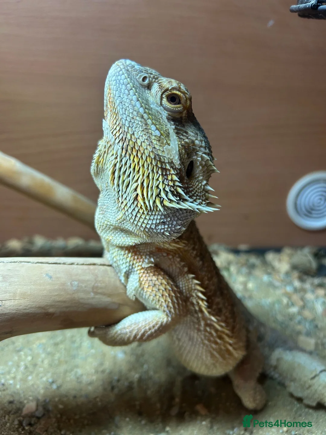 Bearded Dragon reptiles for sale: Bearded Dragon Female  in Cardiff - Advert 2
