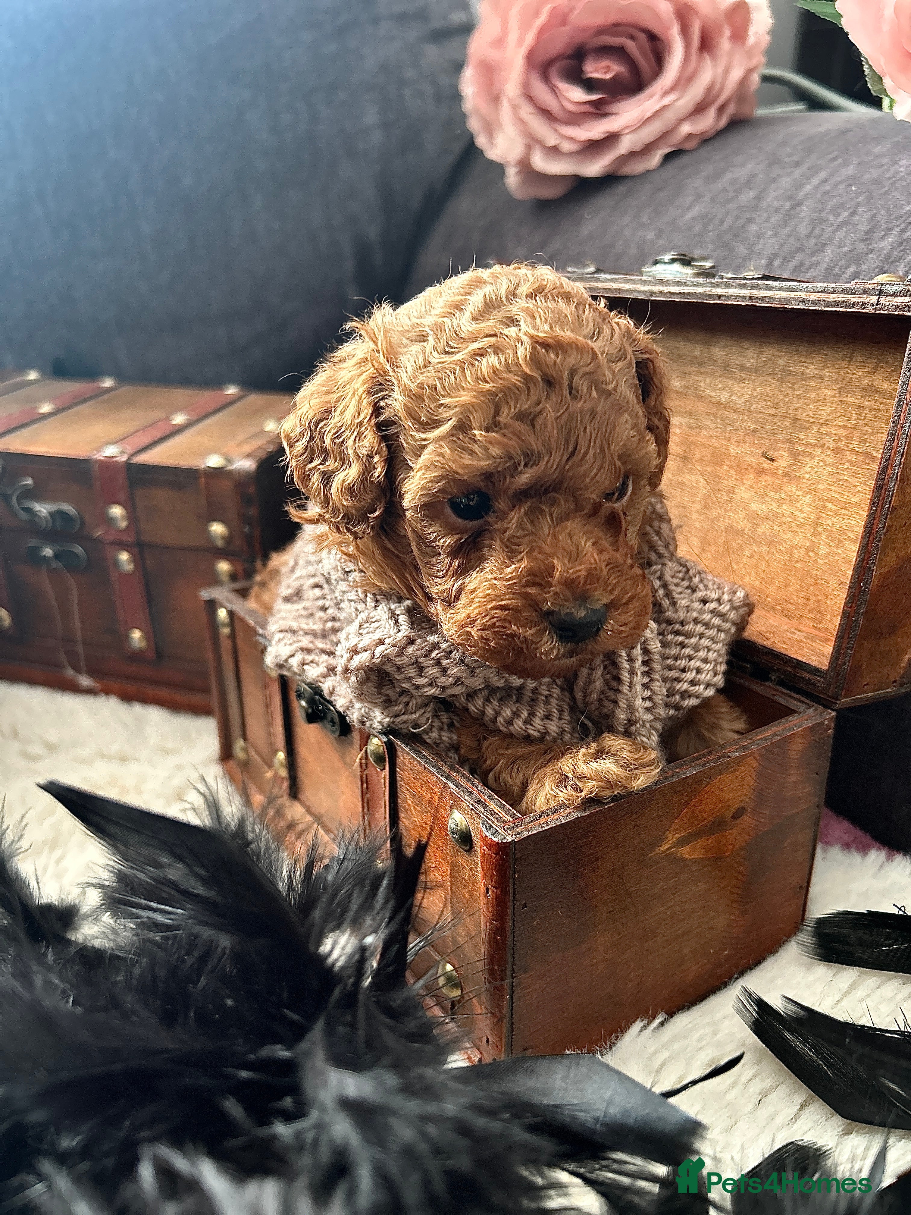 Toy Poodle dogs RED Toy Poodles  - Advert 10