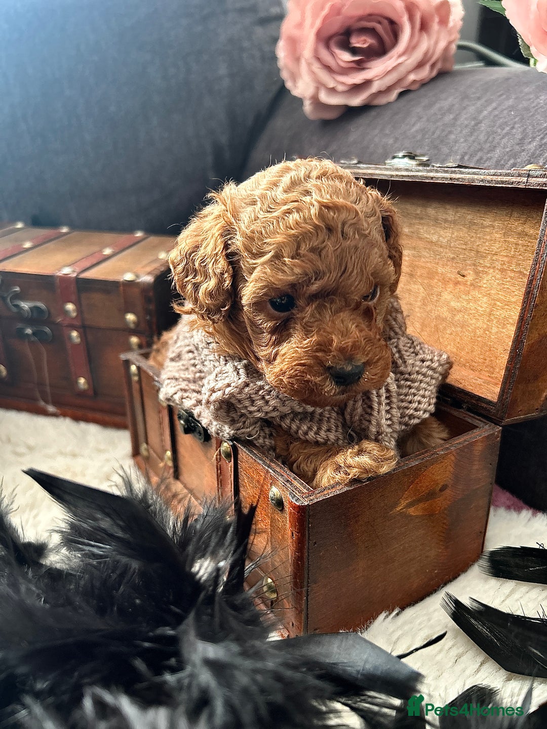 Toy Poodle dogs for sale: RED Toy Poodles  - Advert 6