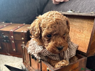 Toy Poodle dogs RED Toy Poodles - Advert 18