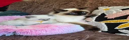 Ragdoll cats for sale: Four Stunning GCCF Registered Girls - Advert 28