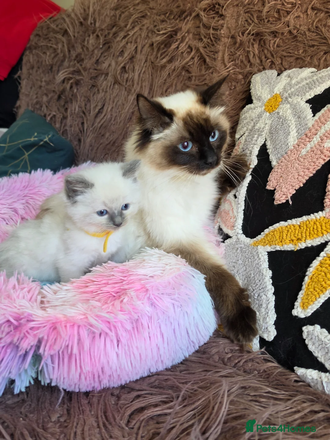 Ragdoll cats for sale: Four Stunning GCCF Registered Girls - Advert 28