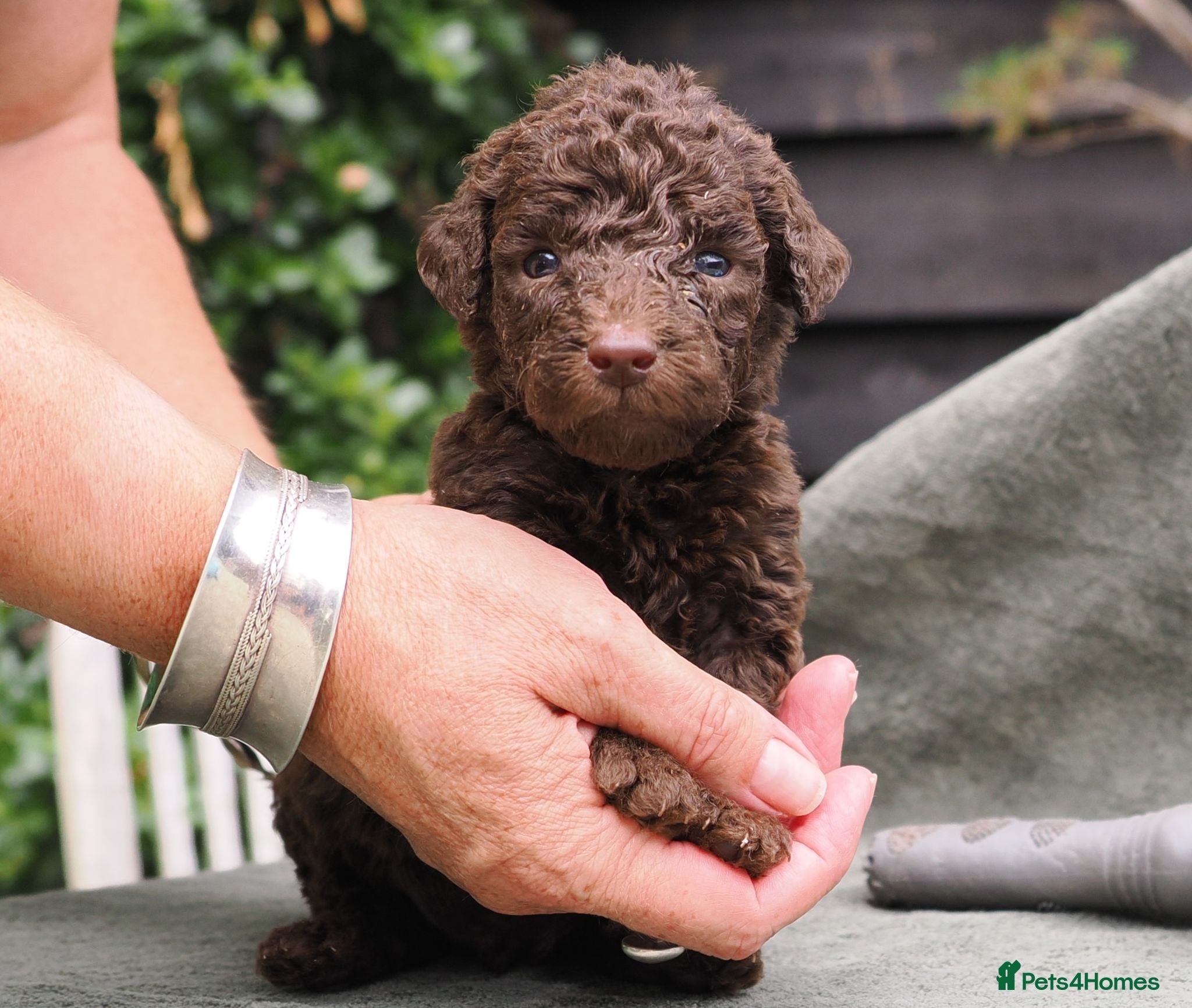 Labradoodle dogs Labradoodles Miniature/Midi Puppies Muliti Gen  - Advert 1