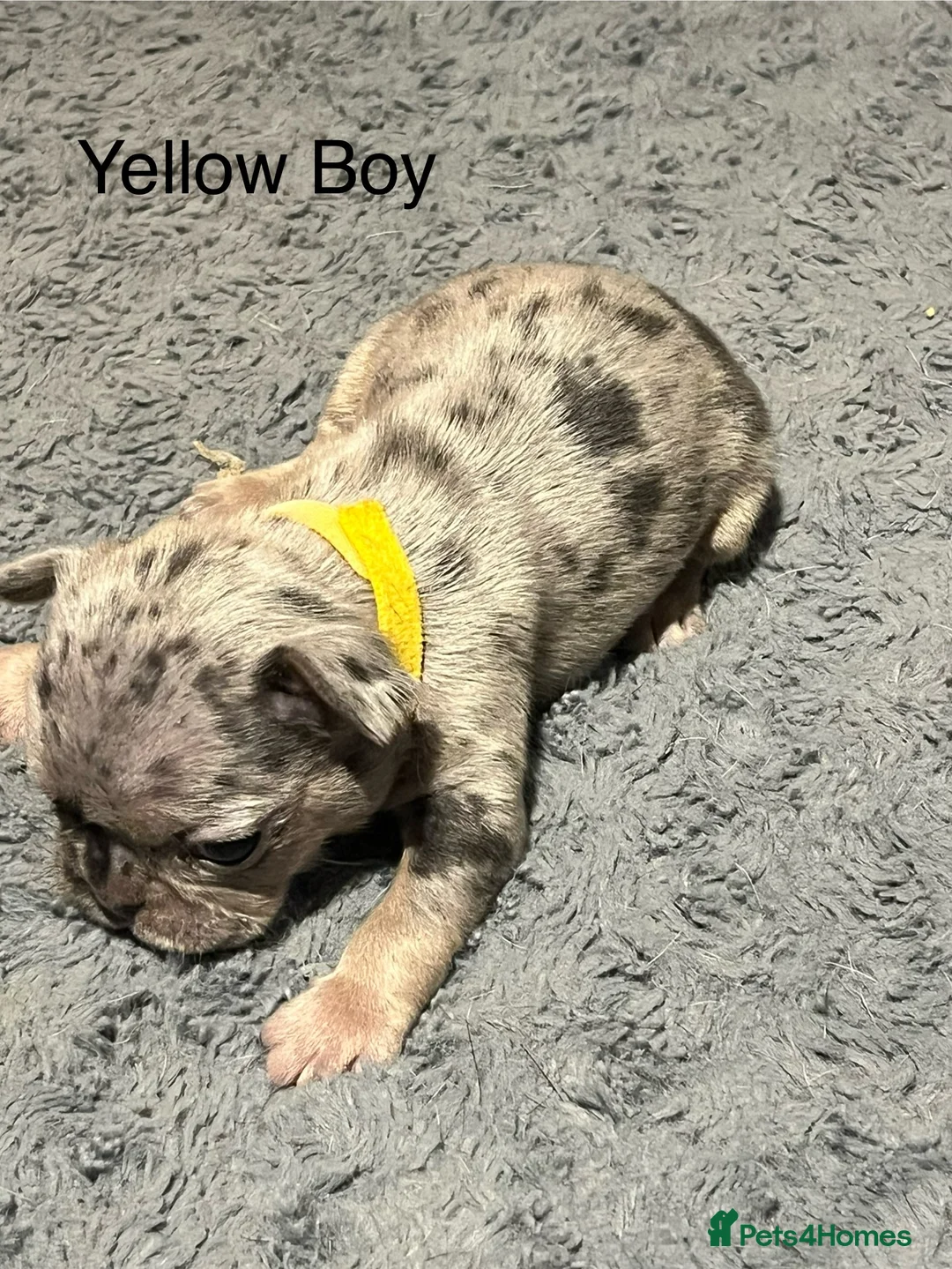 French Bulldog dogs for sale: DWKC Registered French Bulldog puppies for sale - Advert 30