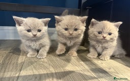 British Shorthair cats for sale: Pedigree British shorthair kittens ready in 2 week - Image 9