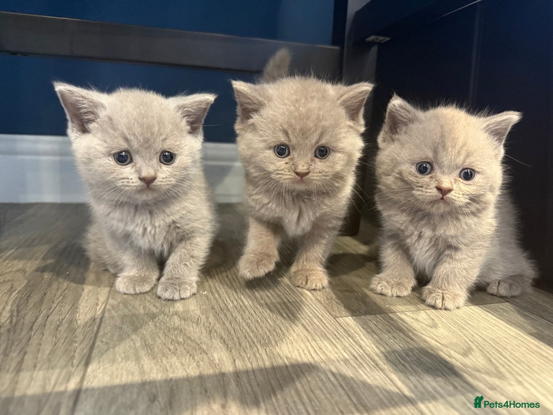 British Shorthair cats for sale: Pedigree British shorthair kittens ready in 2 week - Image 9