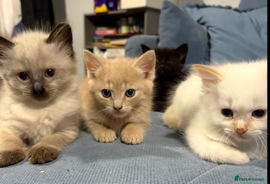 Mixed Breed cats for sale: Kittens for sale  in Clacton-on-Sea - Advert 2