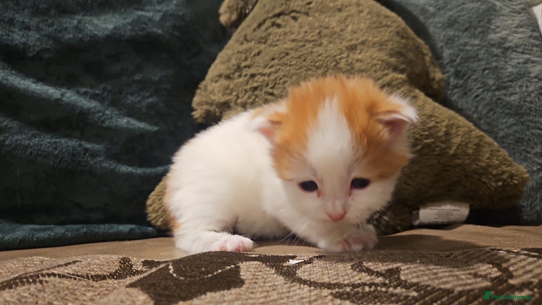 Mixed Breed cats for sale: Beautiful short haired& Norwegian forest cat - Advert 5