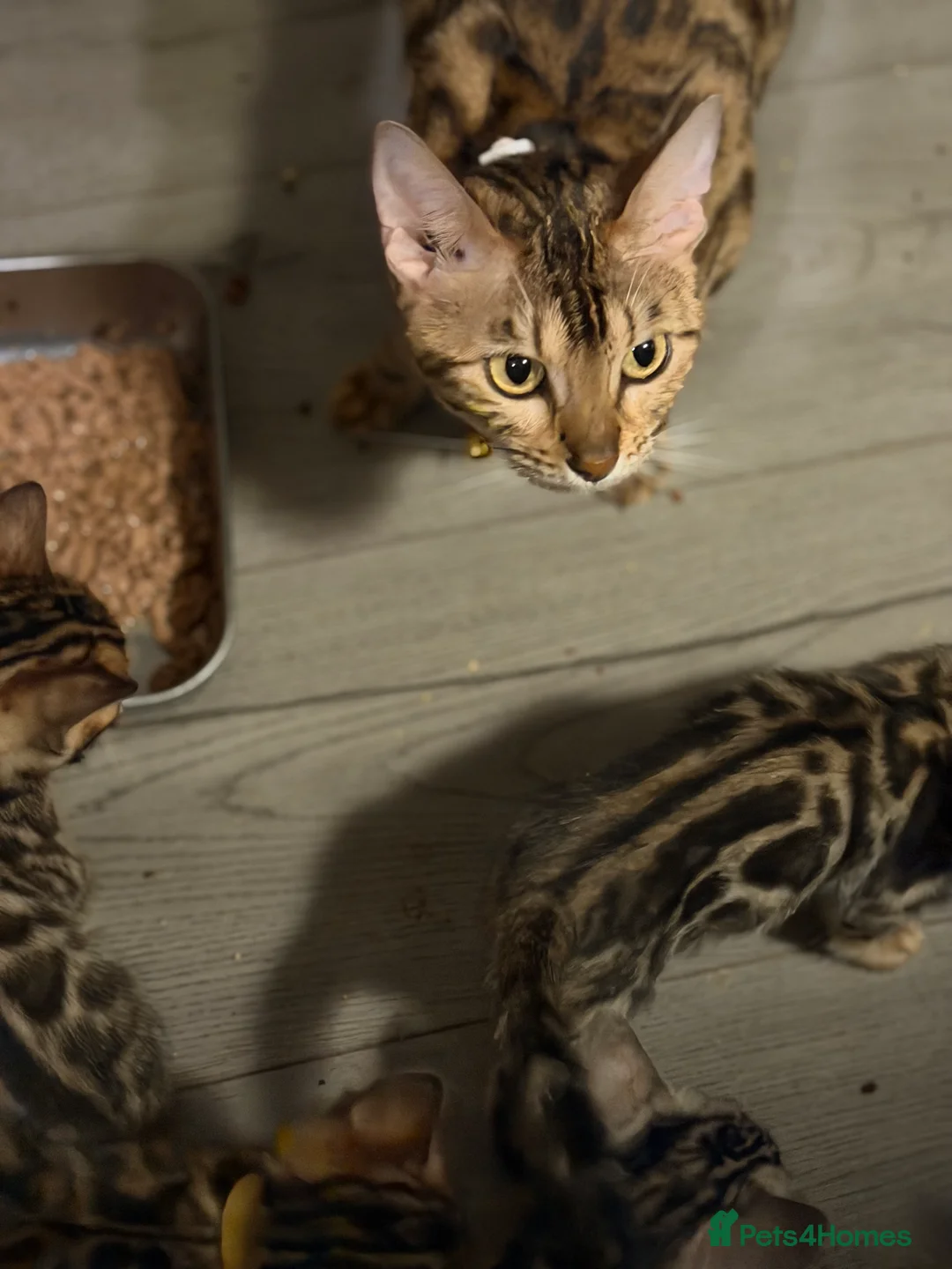 Bengal cats for sale: BEAUTIFUL BENGAL KITTENS FOR SALE- READY 03/04/26 - Advert 2