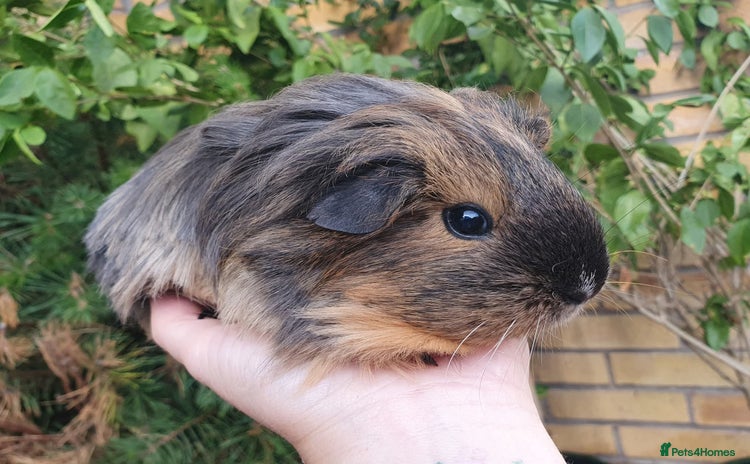 Guinea Pig rodents Beautiful guinea pigs  - Advert 7