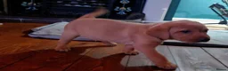 Labrador Retriever dogs for sale: Fox red labrador puppies KC Registered - Advert 4