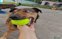 Mixed Breed dogs for adoption: 💙🐶 STAS 🐶💙 - Image 10