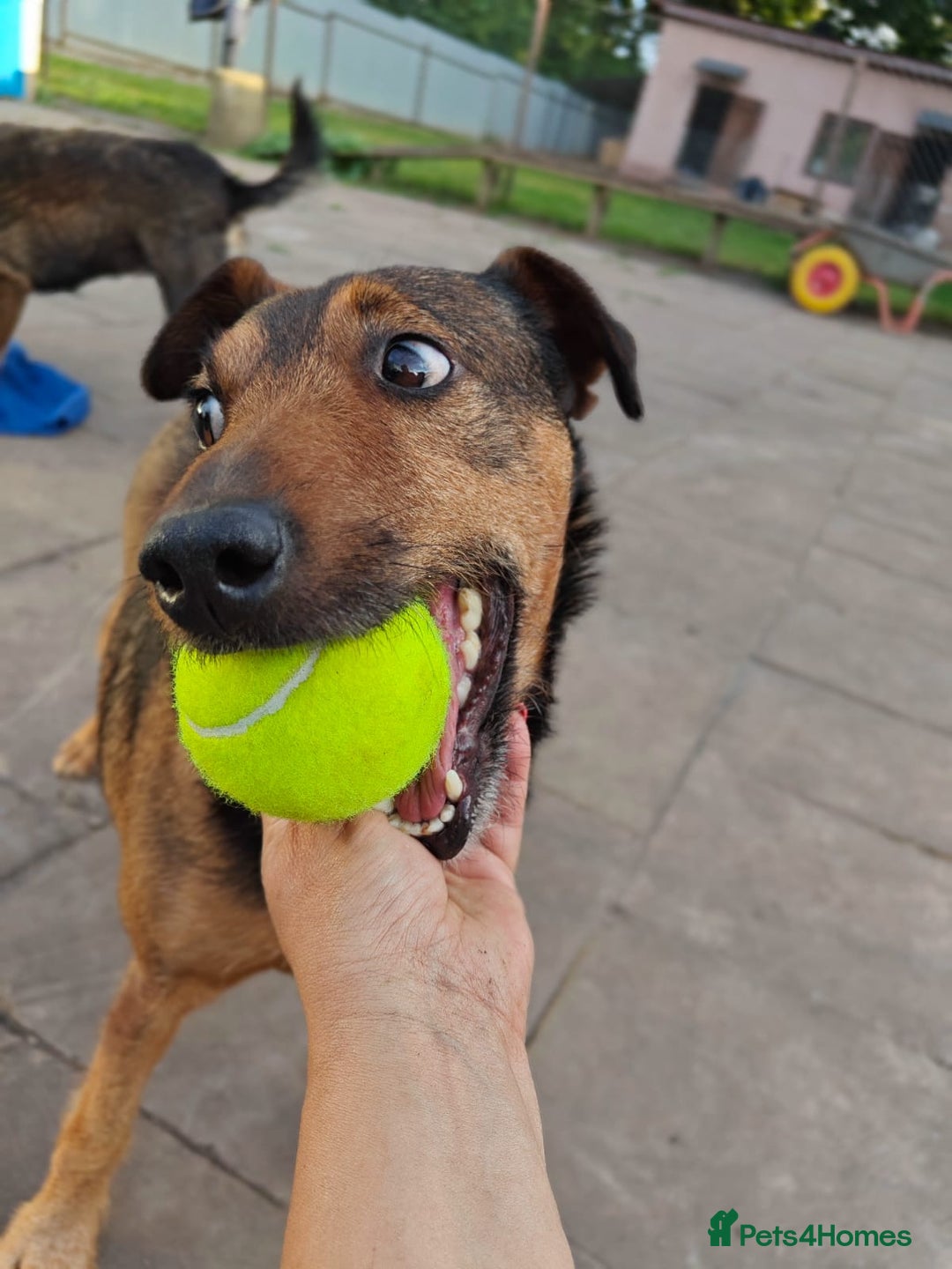 Mixed Breed dogs for adoption: 💙🐶 STAS 🐶💙 - Image 10