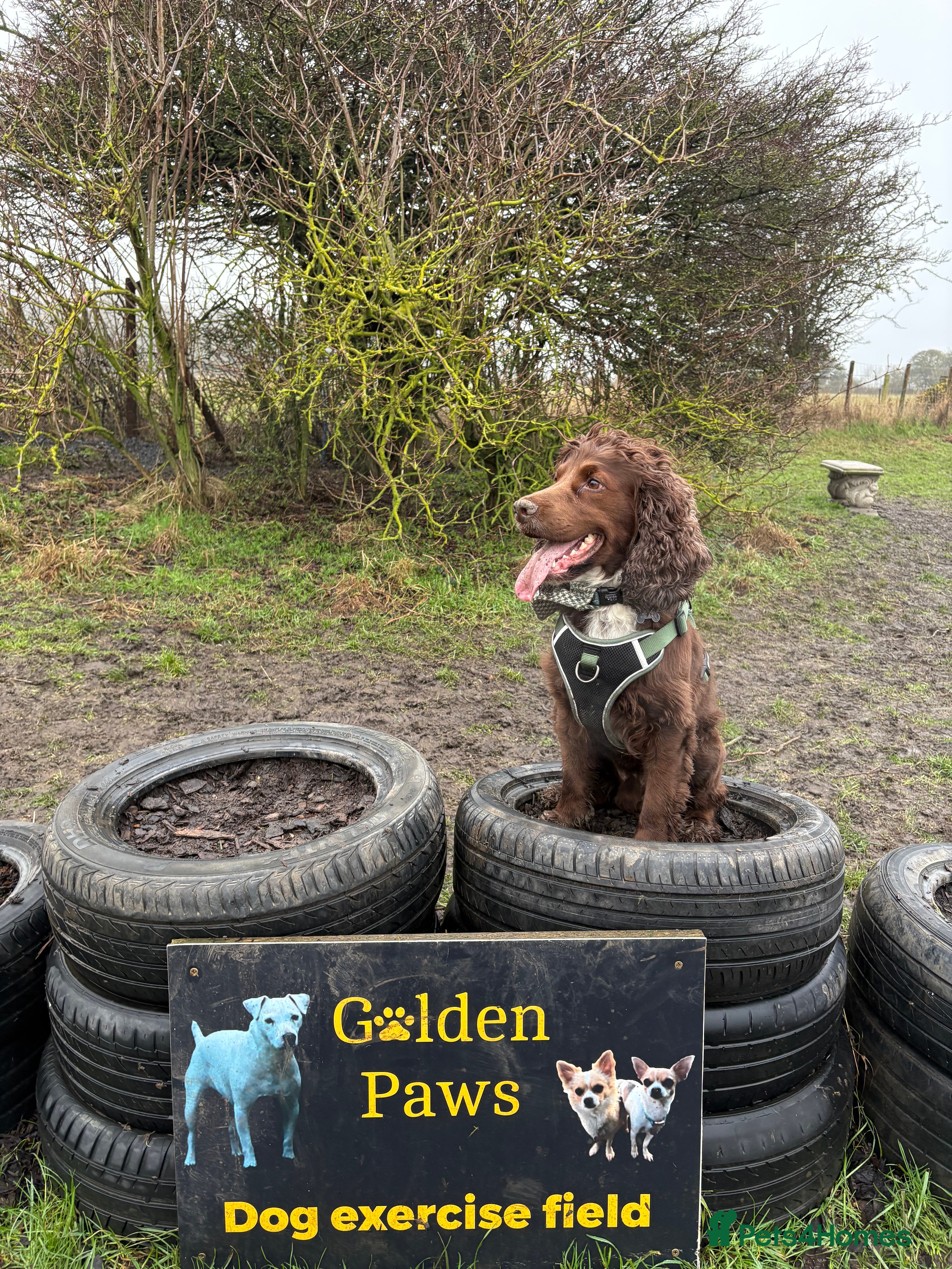 Cocker Spaniel dogs Brown cocker spaniel  up for stud - Advert 1