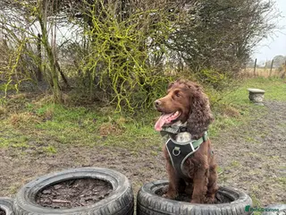 Cocker Spaniel dogs Brown cocker spaniel up for stud - Advert 4