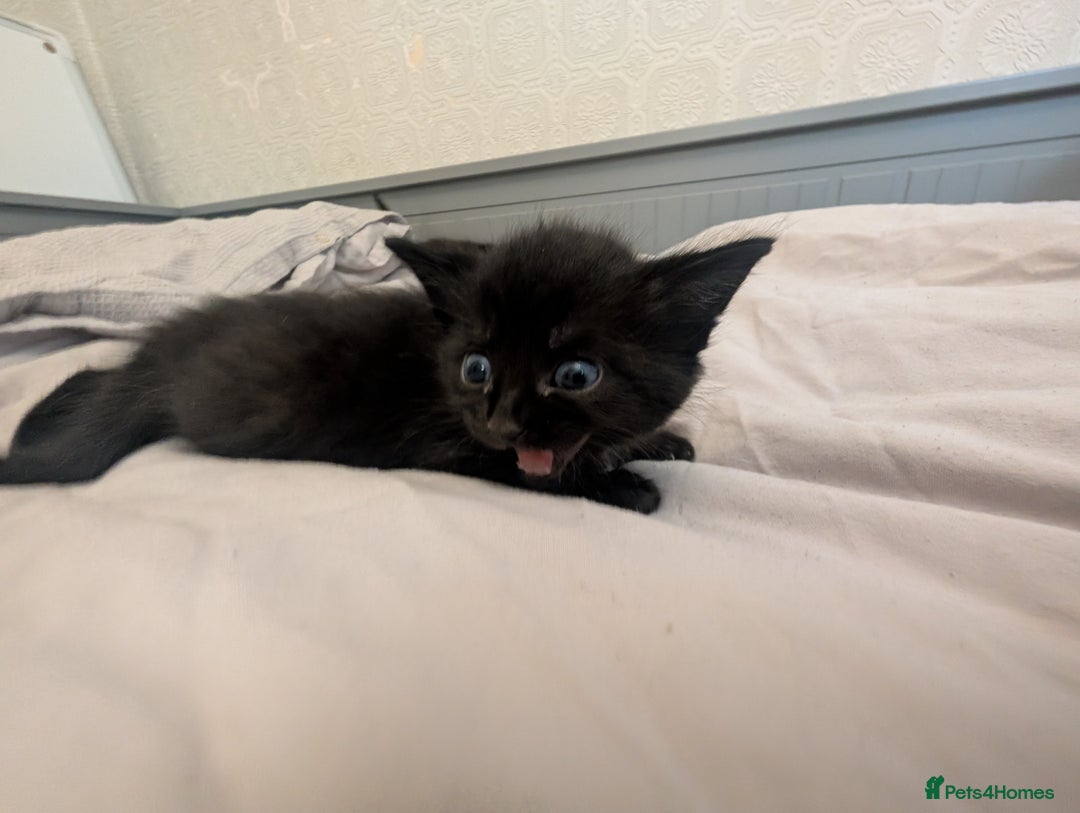 Mixed Breed cats for sale: Jet Black Tabby Kittens & Stunning Tortie Girl  - Advert 6