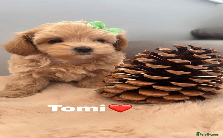 Maltipoo dogs - Advert 8