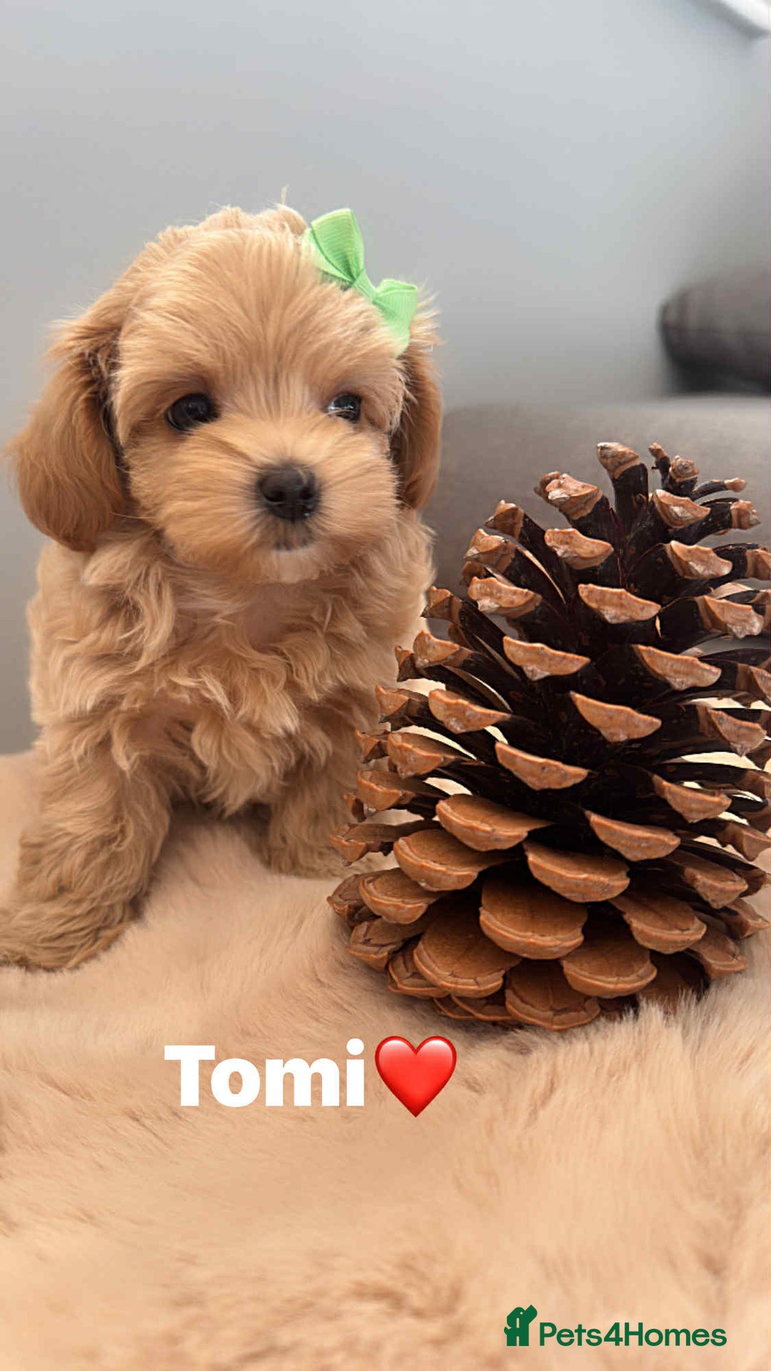 Maltipoo dogs for sale: Tiny F1 Asian Maltipoo puppies. Ready now! - Image 22