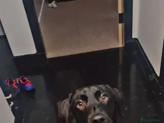 Labrador Retriever dogs 19 Month Old Trained Labrador Retriever Male - Advert 2