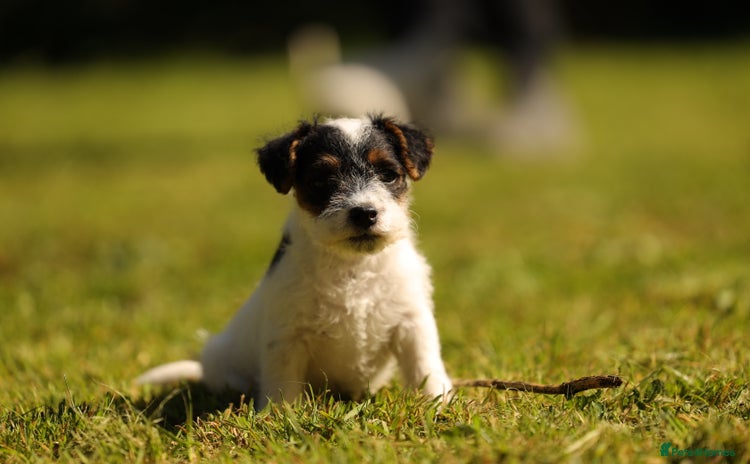 Parson Russell dogs - Advert 1