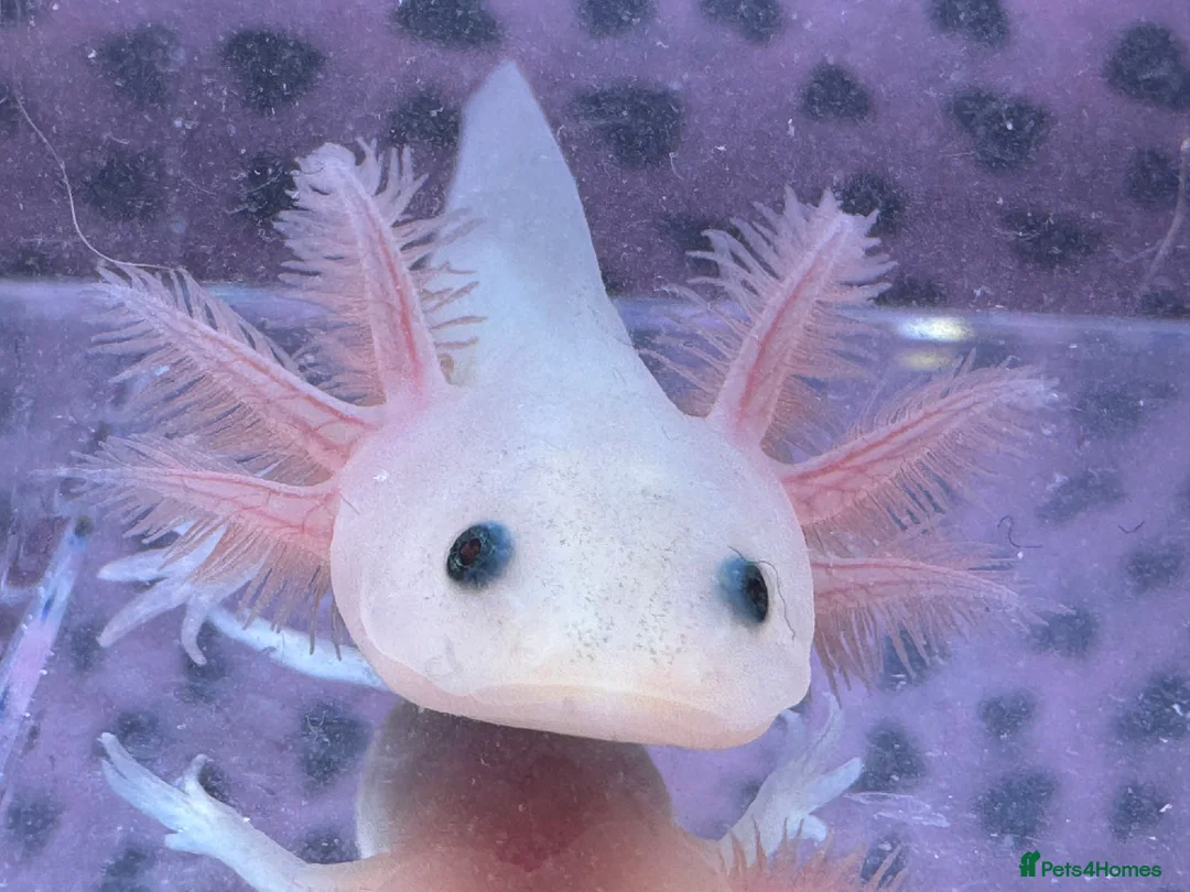 Axolotl reptiles for sale: Axolotl juveniles variety of morphs 3months old  - Advert 8