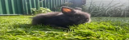 Lionhead rabbits for sale: Mini double maned lionheads and mini lops  - Advert 20