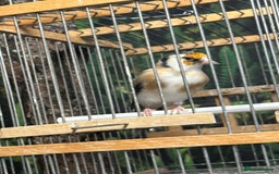 Finches birds for sale: Goldfinch for sale  - Image 21