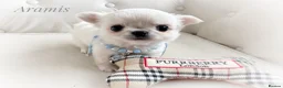 Chihuahua dogs for sale: KC quality chihuahua puppies LC Show line  - Advert 6