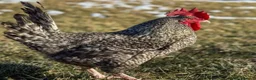 Chickens poultry for sale: Cuckoo maran rooster,Lucky in Yeovil - Advert 4