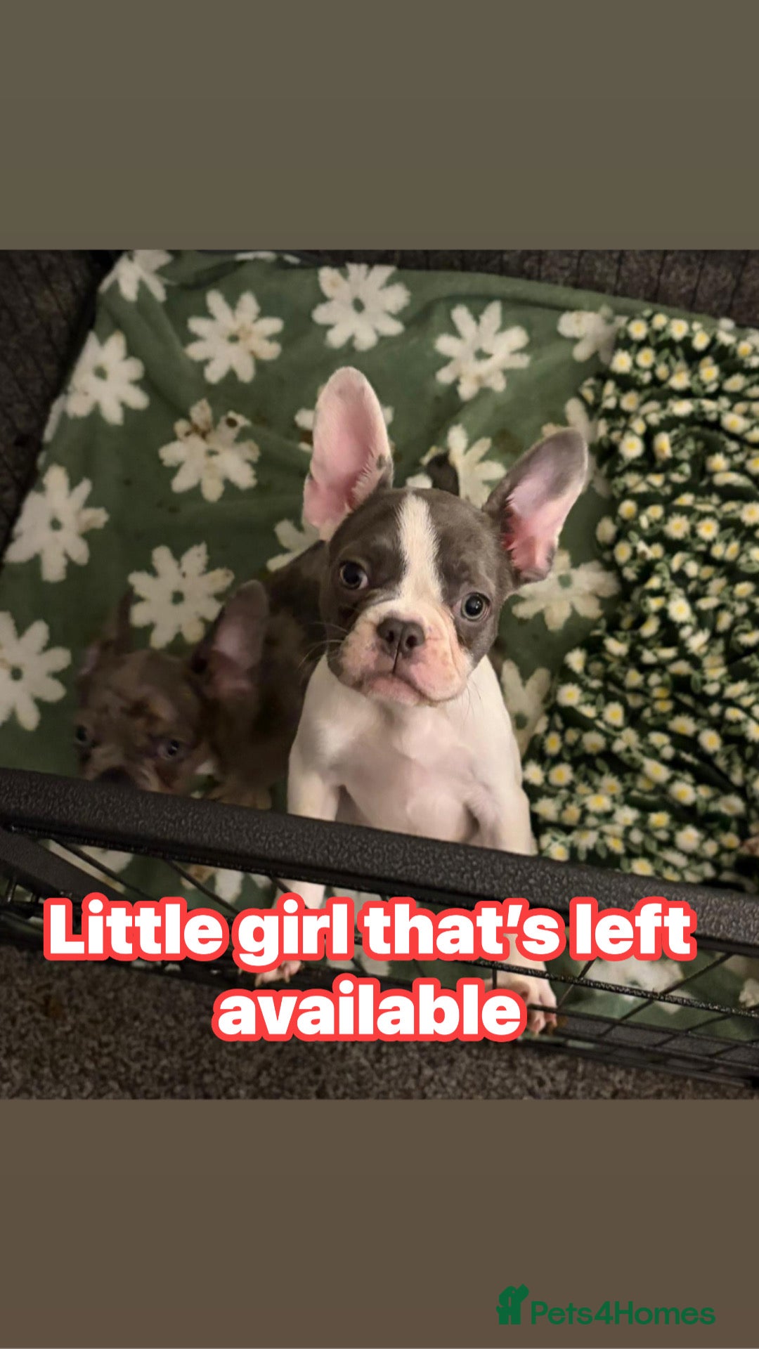 French Bulldog dogs Beautiful French bulldog pups - Advert 10