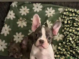 French Bulldog dogs Beautiful French bulldog pups - Advert 10