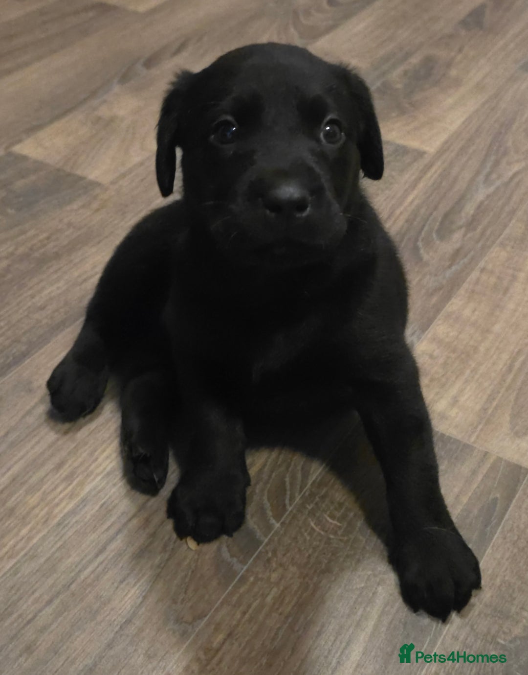 Labrador Retriever dogs for sale: KC Reg Fully Health Tested Black Labrador Puppies - Image 27