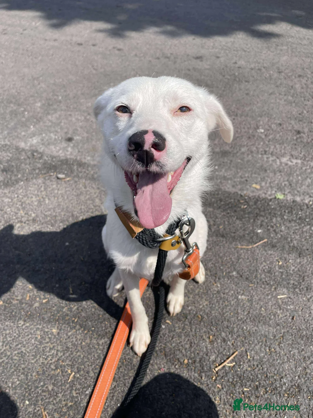 Mixed Breed dogs for adoption: Meet Clove, currently residing in Cheshire  - Advert 12