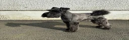 Miniature Schnauzer dogs for stud: KC HEALTH TESTED MINIATURE SCHNAUZER FOR STUD  in Carluke - Advert 6