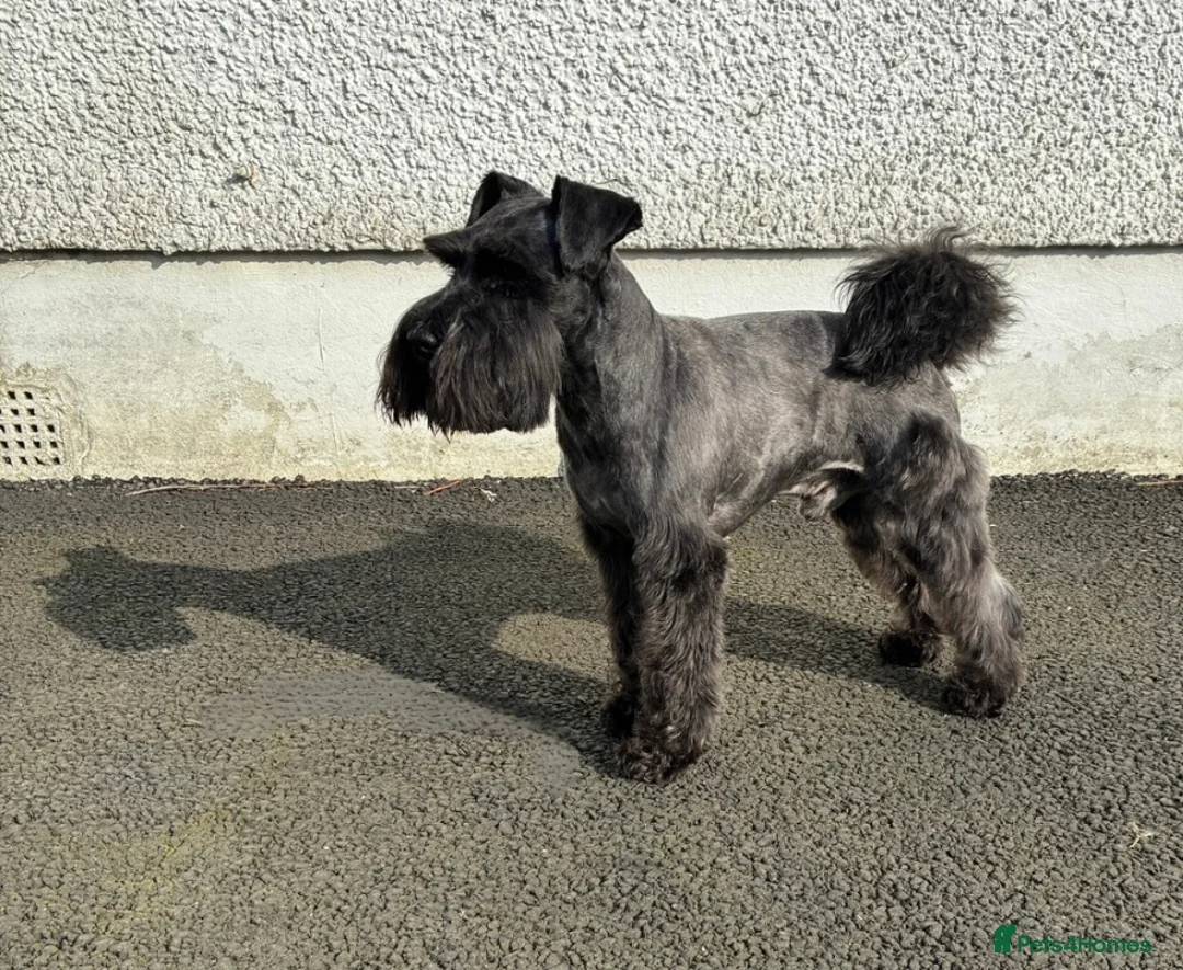 Miniature Schnauzer dogs for stud: KC HEALTH TESTED MINIATURE SCHNAUZER FOR STUD  in Carluke - Advert 6