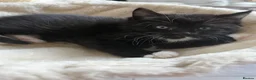 Mixed Breed cats for sale: Dribble - Advert 3