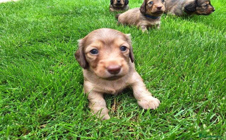 Miniature Dachshund dogs - Advert 5