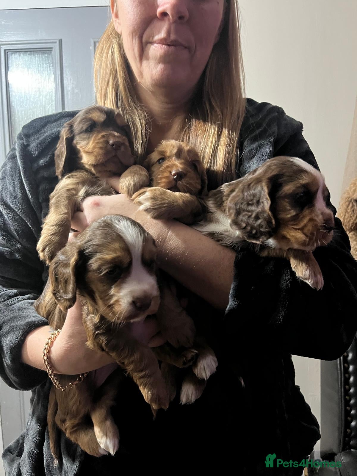 Cocker Spaniel dogs Quality cocker spaniel pups  - Advert 17